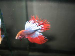 betta2007-1