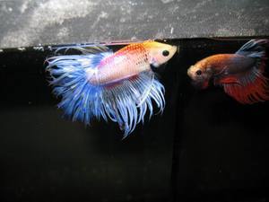 BETTA2007-2