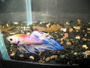 BETTA2007-5