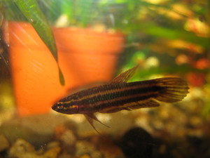 Betta coccina