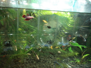 My bettas_01