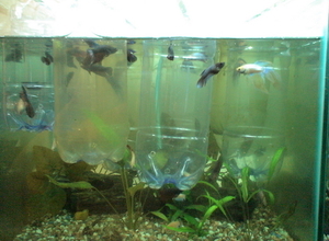 My bettas_04