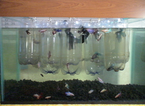 My bettas_05