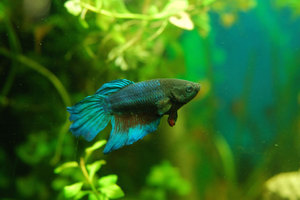 Betta splendes