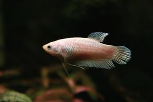 самка Betta splendens Platina PK