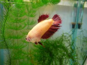 Crowntail Cambodian Red Single ray