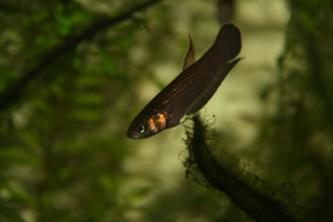 betta foerschi самец