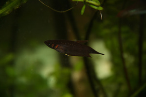 betta foerschi самка