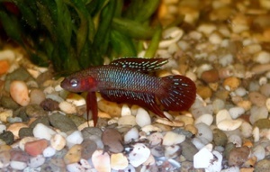 Betta burdigala