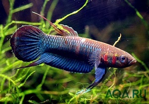 Betta 