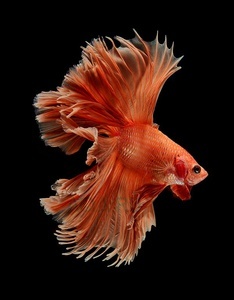 Betta splendens (Петушки) 