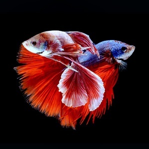 Betta splendens (Петушки) 