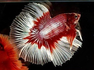 Betta splendens 