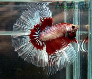 Betta splendens 