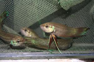 Betta Sp. Mahachai