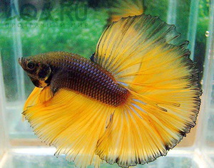 Betta splendens