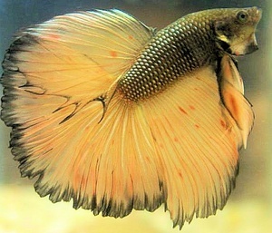 Betta splendens