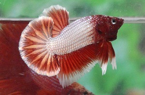 Betta splendens 