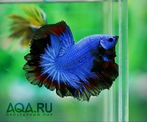 Betta splendens