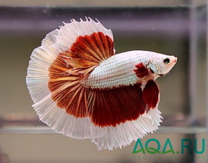 Betta splendens 