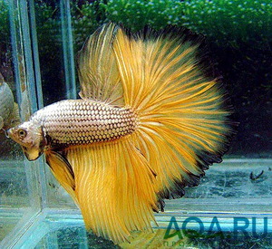 Betta splendens 