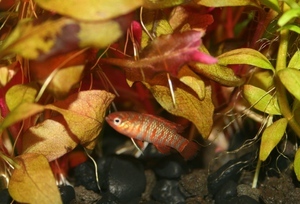 scarlet badis