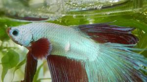 Betta