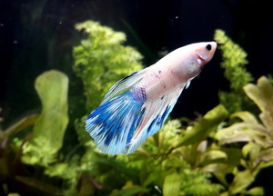 Фотографии наших Betta splendens