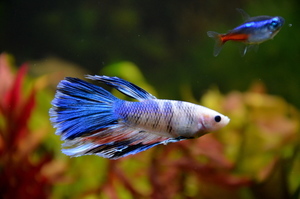 Фотографии наших Betta splendens