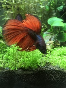 Фотографии наших Betta splendens