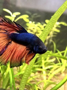 Фотографии наших Betta splendens