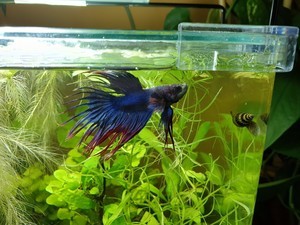 Фотографии наших Betta splendens