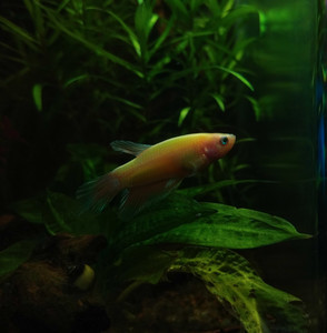 Петушок Glofish