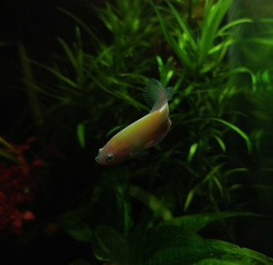 Петушок Glofish