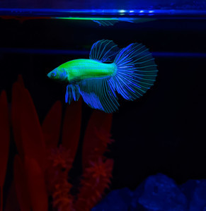 Фотографии наших Betta splendens