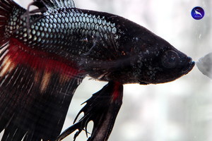 Фотографии наших Betta splendens