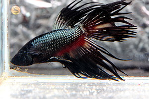 Фотографии наших Betta splendens