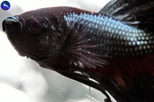 Фотографии наших Betta splendens