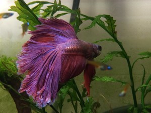 Фотографии наших Betta splendens