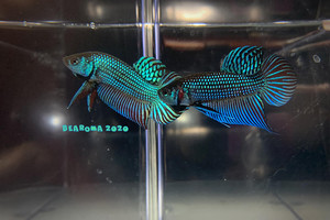 Betta mahachaiensis