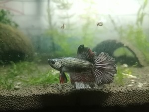 Фотографии наших Betta splendens