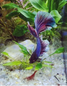 Фотографии наших Betta splendens