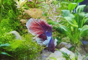 Фотографии наших Betta splendens