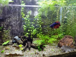 Фотографии наших Betta splendens