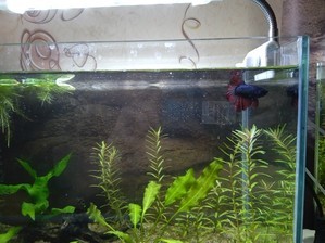 Моя планета BETTA