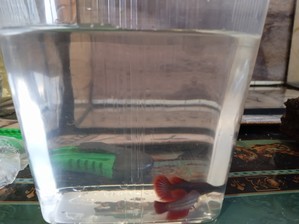 Моя планета BETTA