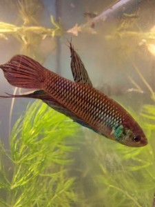 Betta mahachaiensis