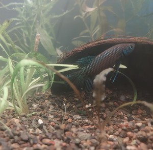 Betta mahachaiensis