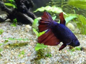 Моя планета BETTA