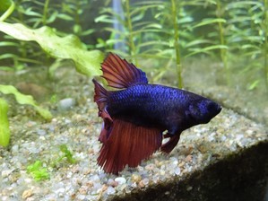 Моя планета BETTA